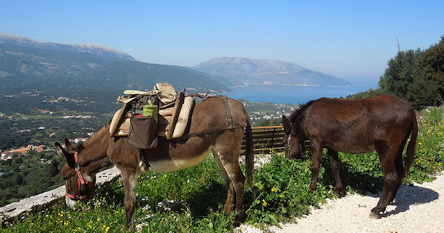 kefalonia donkey